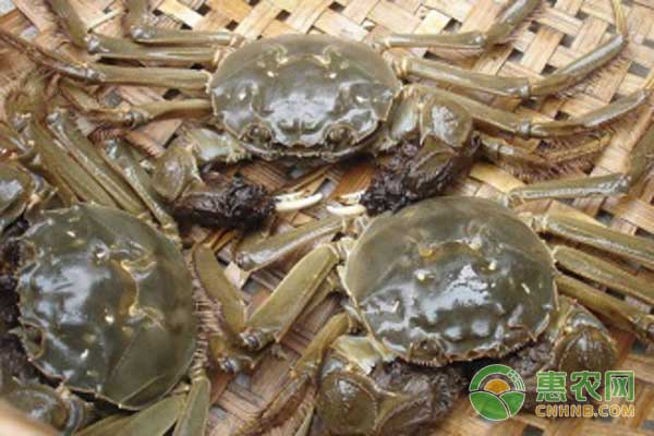 “長江1號”河蟹生態(tài)放養(yǎng)養(yǎng)殖技術