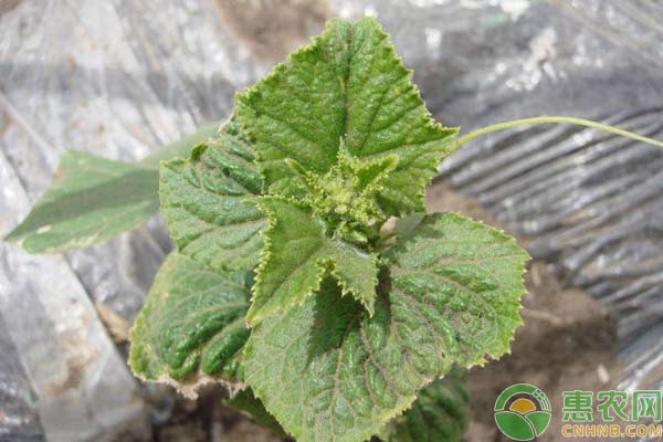  蔬菜施肥過量出現(xiàn)的生理病害癥狀剖析