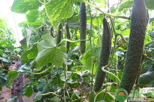  蔬菜施肥過量出現(xiàn)的生理病害癥狀剖析
