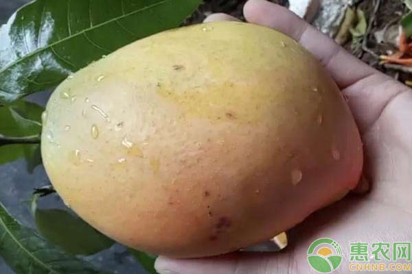 芒果種植技術(shù)：如何用芒果果核種植芒果