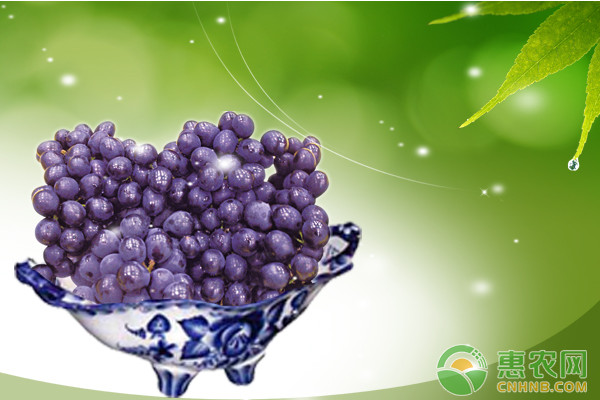摩爾多瓦葡萄怎么種植？摩爾多瓦葡萄高效種植技術(shù)