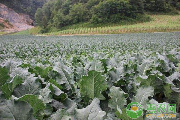 蔬菜種植技巧：五大施肥誤區(qū)早知道