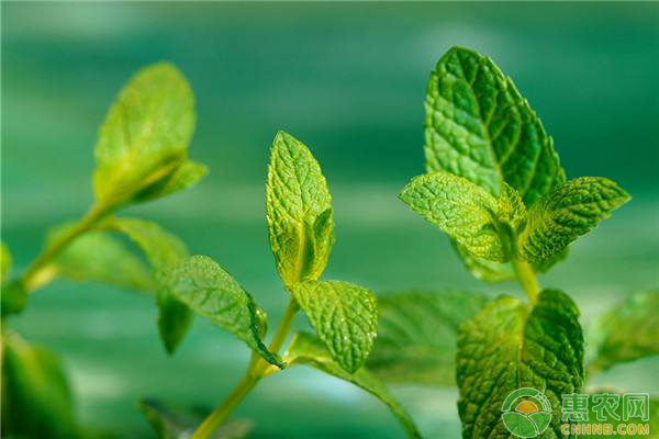 薄荷種植方法
