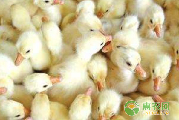 如何進(jìn)行放牧飼養(yǎng)育肥操作？