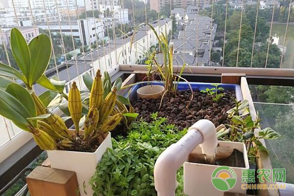 魚菜共生系統(tǒng)種植鼓槌石斛