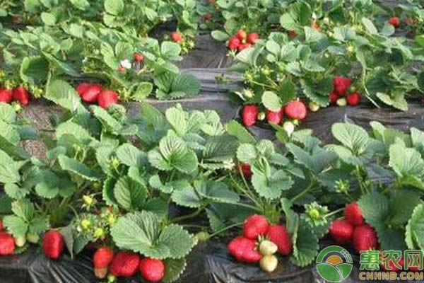 草莓種植技術(shù)：草莓花期管理技術(shù)詳解