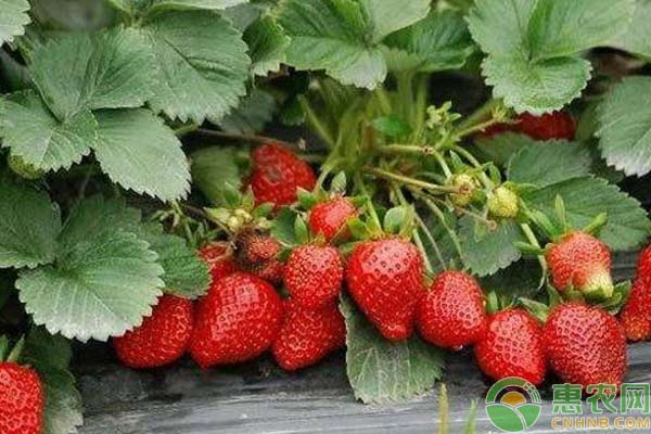 草莓種植技術(shù)：草莓花期管理技術(shù)詳解