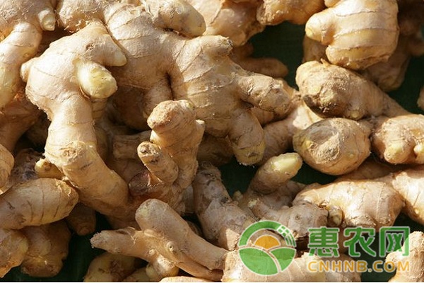 重慶市江津區(qū)洞子姜優(yōu)質(zhì)高產(chǎn)栽培技術(shù)