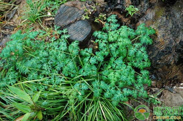 明黨參種植及加工技術(shù)