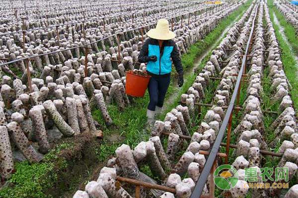 黑木耳代料栽培技術(shù)及采收加工方法