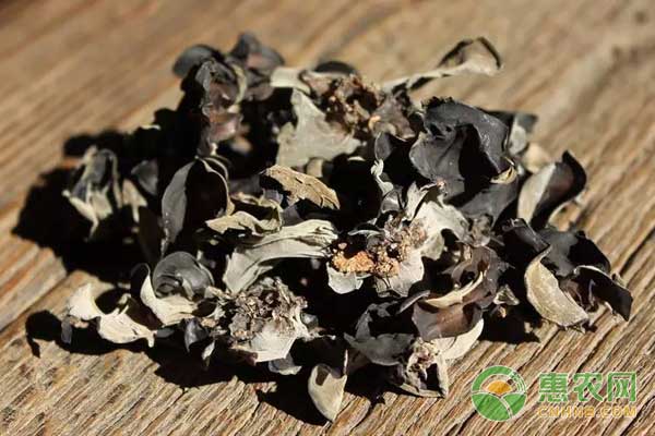 椴木栽培黑木耳技術(shù)
