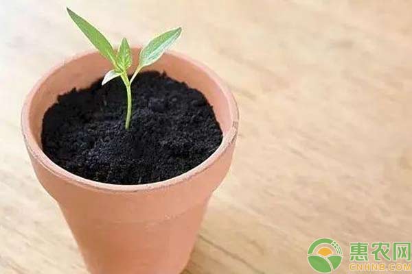 蔬菜種植搭配要點