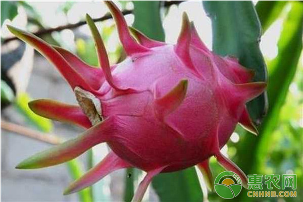 廣西桂林大棚紅肉火龍果高產(chǎn)栽培管理技術(shù)