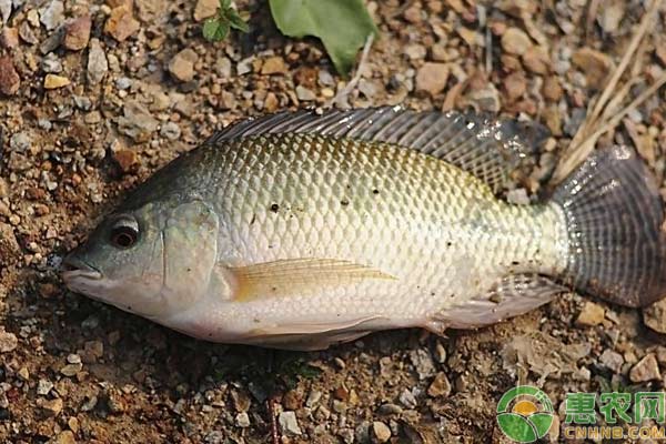 水產(chǎn)養(yǎng)殖：魚類安全越冬管理措施