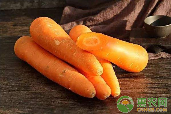 胡蘿卜豐產(chǎn)管理栽培技術(shù)及主要病蟲害防治