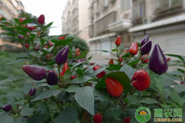 五彩椒<a href='http://www.iweekee.cn/t/42184.html' class='j-href' target='_blank'><span style='color:#FF8001'>種植方法</span></a>