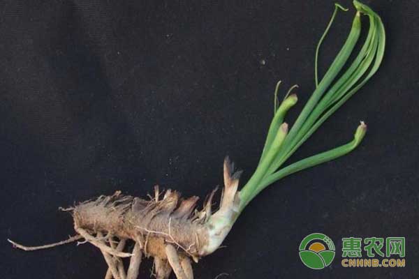中藥材知母種植管理技術(shù)