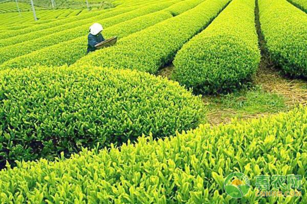 茶園修剪