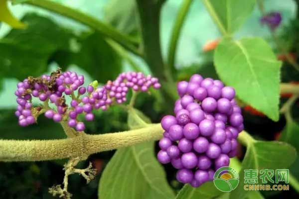 廣東紫珠高效種植管理技術(shù)