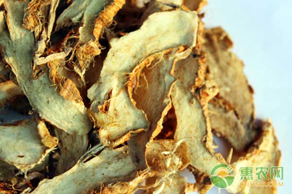 中藥材知母種植管理技術(shù)