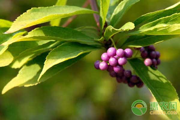 廣東紫珠高效種植管理技術(shù)
