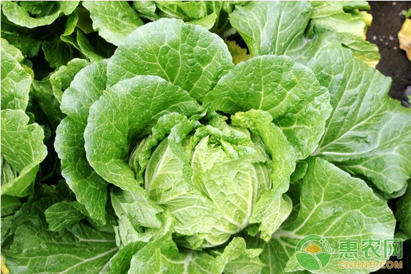 白菜上黑點(diǎn)出現(xiàn)的原因