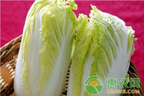 白菜上小黑點(diǎn)出現(xiàn)的原因及解決方法