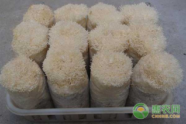 金針菇反季節(jié)栽培管理要點(diǎn)