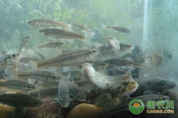 柳根魚如何養(yǎng)殖？<a href='http://www.iweekee.cn/t/31158.html' class='j-href' target='_blank'><span style='color:#FF8001'>柳根魚養(yǎng)殖</span></a>技術(shù)規(guī)程