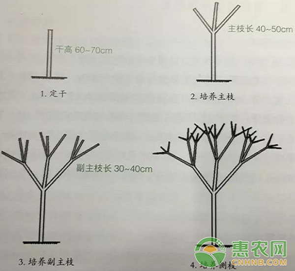 芒果幼树整形修剪方法（内附图解）