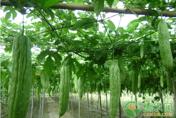 苦瓜高效種植技術(shù)及主要病蟲害防治方法