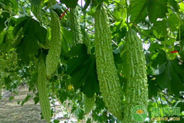 苦瓜高效種植技術(shù)及主要病蟲害防治方法