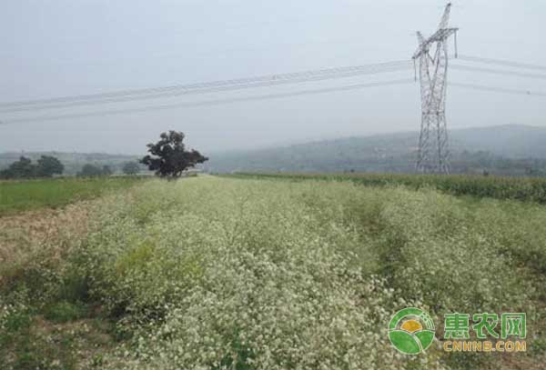 <a href='https://www.cnhnb.com/p/zyc/' class='j-href' target='_blank'><span style='color:#FF8001'>中药材</span></a>防风栽后管理要点