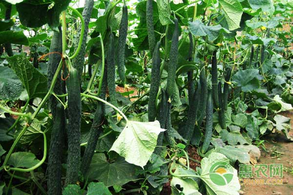 冬季黃瓜栽培常溫、低溫和高溫管理方法