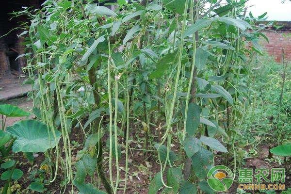 菜豆高效栽培技术及病虫害防治