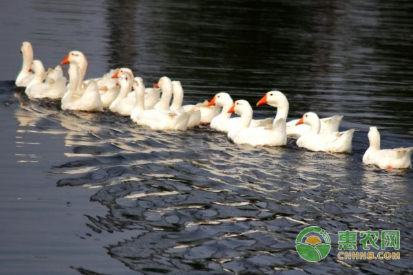 中鵝的飼養(yǎng)管理要點(diǎn)