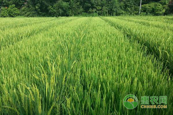 水稻钻心虫怎么治？水稻蛀茎害虫防治措施-图片版权归惠农网所有