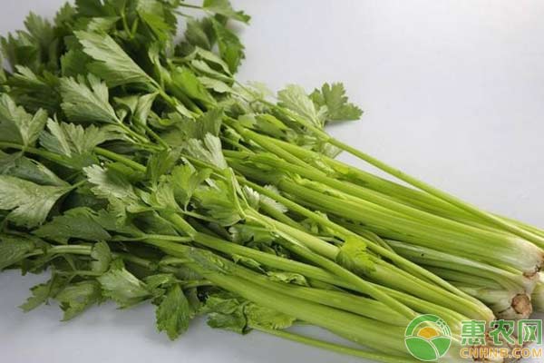 芹菜的常見(jiàn)病害防治措施