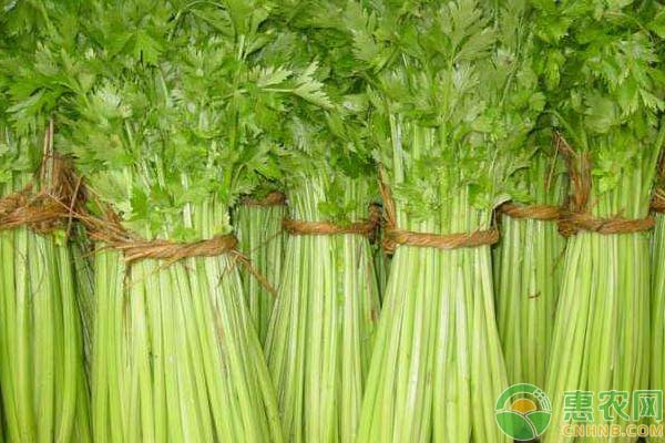 芹菜的常見(jiàn)病害防治措施