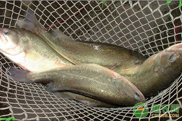 魚攝食少怎么辦？如何促進(jìn)魚攝食？