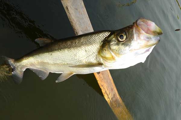 魚攝食少怎么辦？如何促進(jìn)魚攝食？
