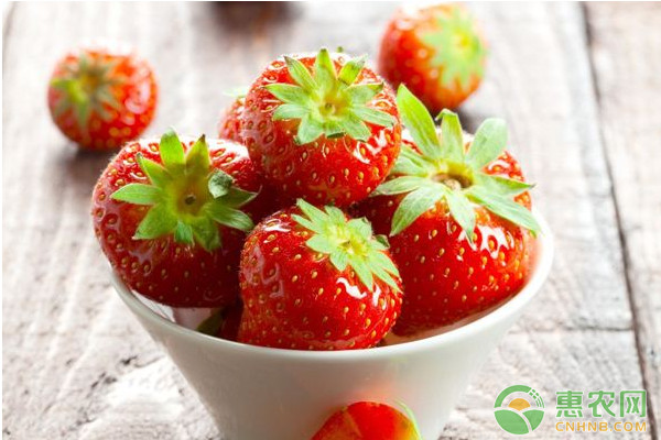 草莓種植課堂：光合作用對(duì)草莓的影響