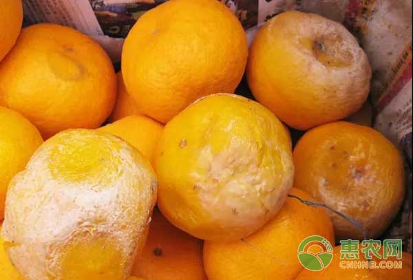 四類柑橘常見(jiàn)“腐”病及防治方案