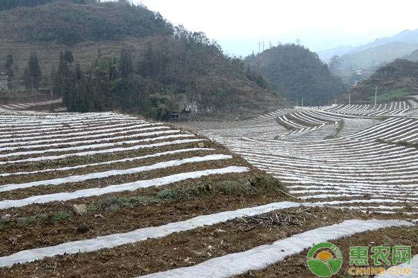 冬種馬鈴薯地膜覆蓋栽培技術(shù)（附病蟲(chóng)害防治）