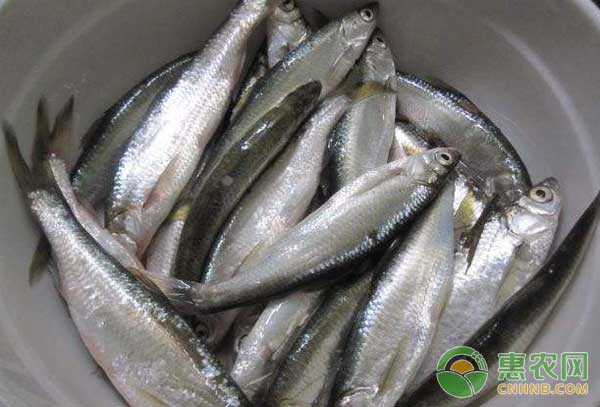 香魚怎么養(yǎng)殖？香魚高效養(yǎng)殖技術(shù)