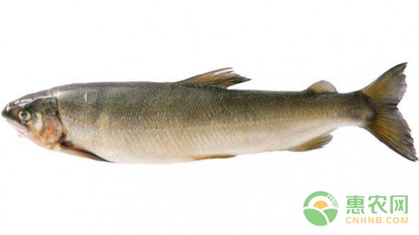 香魚怎么養(yǎng)殖？香魚高效養(yǎng)殖技術(shù)