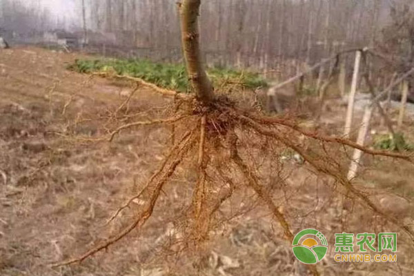 如何通過根系顏色判斷作物生長狀況？