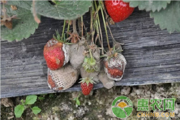 草莓病蟲害防治：草莓灰霉病打什么藥最好？