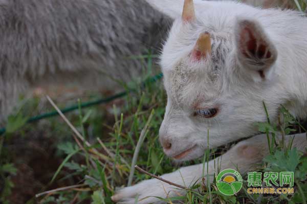 肉羊育肥三階段核心飼養(yǎng)管理技術(shù)