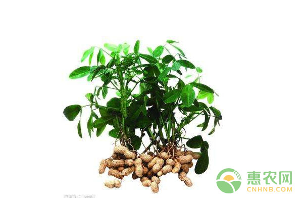 春花生和甘蔗套種技術(shù)